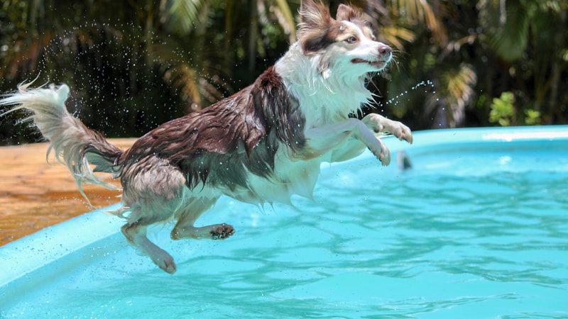 愛犬と過ごすごほうび旅へ。関西で見つけるプール付きヴィラの選び方とおすすめ宿ガイド