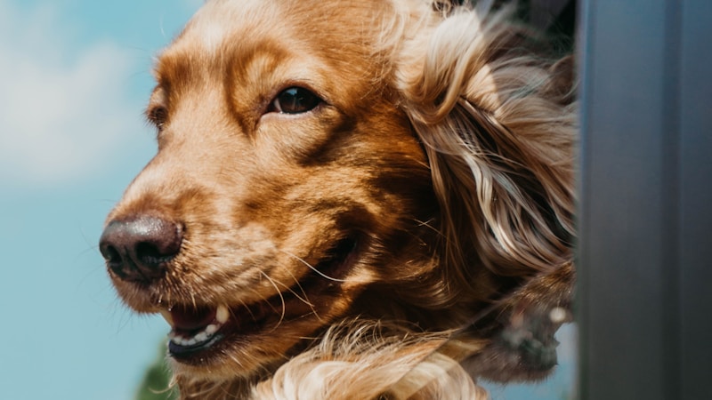 愛犬と過ごすごほうび旅へ。関西で見つけるプール付きヴィラの選び方とおすすめ宿ガイド
