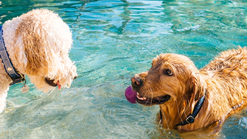 愛犬と過ごすごほうび旅へ。関西で見つけるプール付きヴィラの選び方とおすすめ宿ガイド