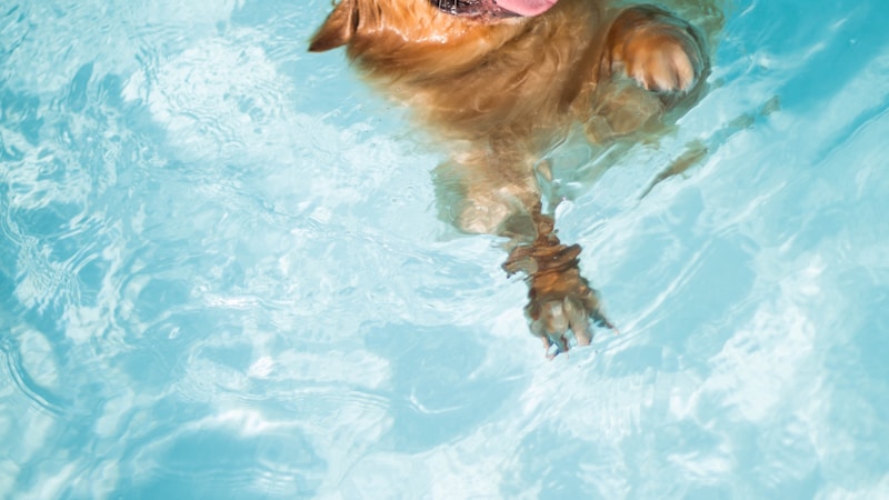 【愛犬・愛猫と夏を満喫】プール付きで快適に過ごせるペット同伴OKの宿おすすめガイド