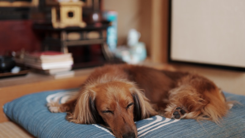 【2026年版】九州でペットと泊まれる部屋食の宿おすすめ特集｜愛犬・愛猫と気兼ねなく楽しむ厳選ステイ