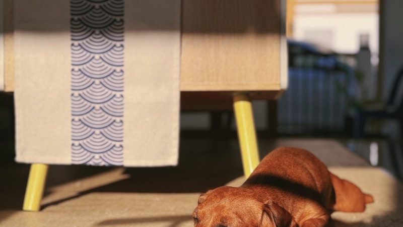 【2026年版】九州でペットと泊まれる部屋食の宿おすすめ特集｜愛犬・愛猫と気兼ねなく楽しむ厳選ステイ