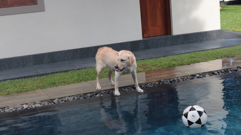 【愛犬・愛猫と夏を満喫】プール付きで快適に過ごせるペット同伴OKの宿おすすめガイド