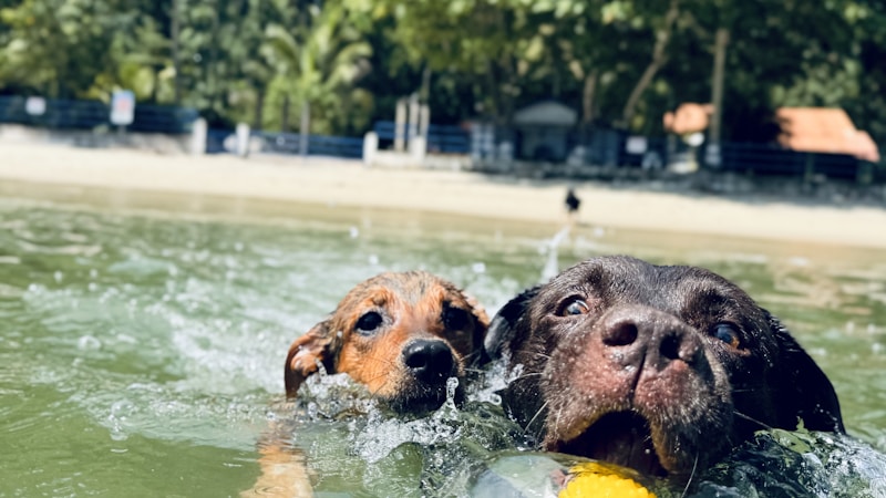 犬と泊まれるプール付きヴィラ特集|愛犬と贅沢にくつろげる人気宿の選び方とおすすめポイント