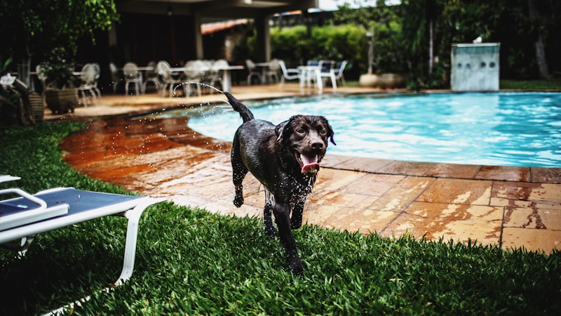 犬と泊まれるプール付きヴィラ特集|愛犬と贅沢にくつろげる人気宿の選び方とおすすめポイント