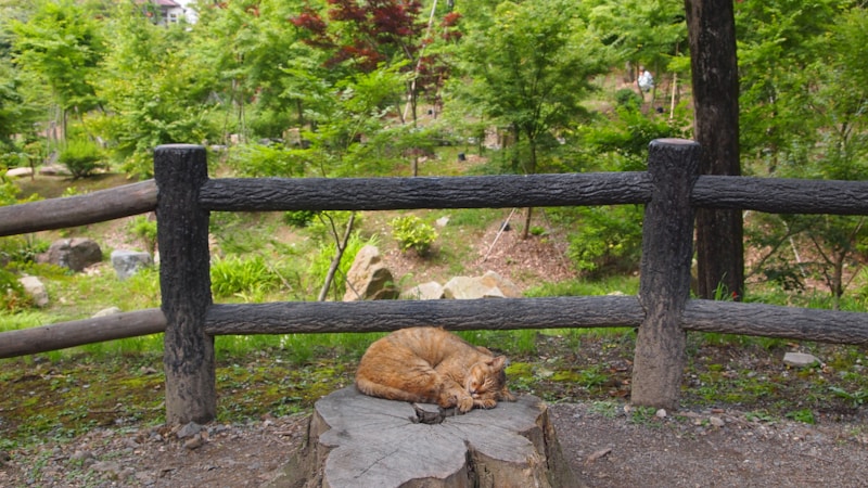 バリアフリーでペットと泊まれる温泉宿の選び方｜安心してくつろげるおすすめポイントをやさしく解説