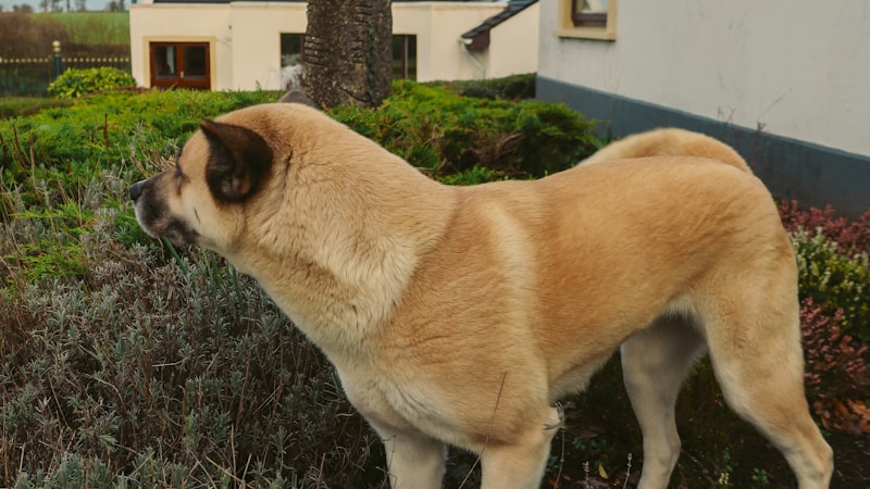 犬連れで泊まれるコテージの選び方ガイド｜愛犬と気兼ねなく楽しむ宿探しのコツ