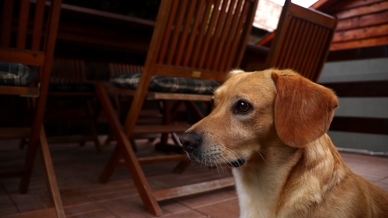 犬連れで泊まれるコテージの選び方ガイド｜愛犬と気兼ねなく楽しむ宿探しのコツ