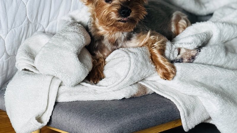 犬と泊まれる高級宿のおすすめ特集｜愛犬と叶える贅沢ステイの選び方と人気エリア案内